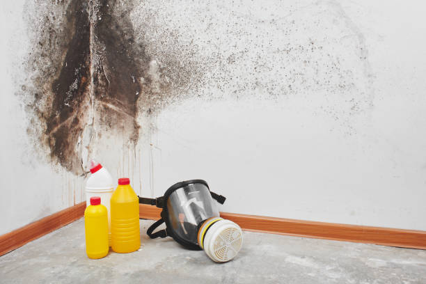 Best Residential Mold Removal  in Forney, TX