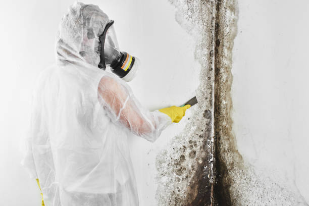  Forney, TX Mold Removal Pros