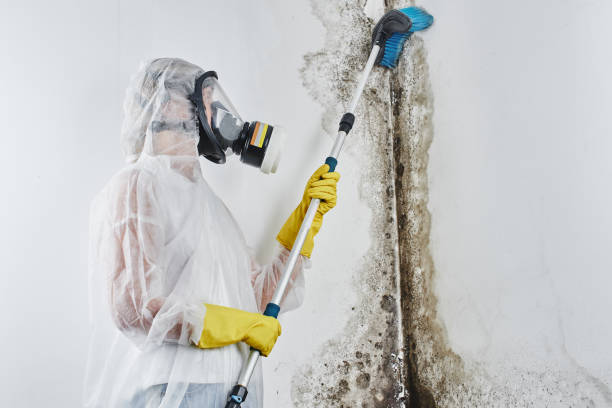 Best Emergency Mold Removal  in Forney, TX