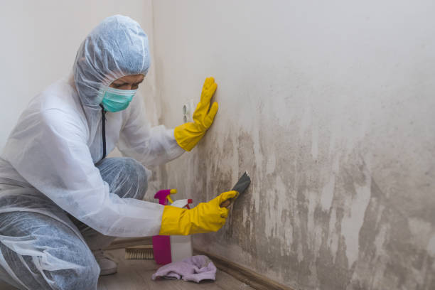 Professional Mold Removal in Forney, TX