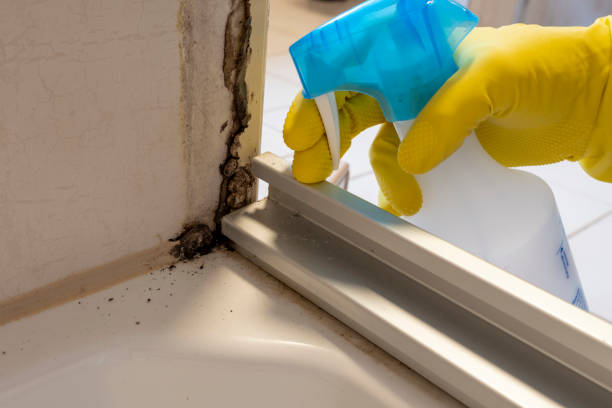 Best Toxic Mold Removal  in Forney, TX