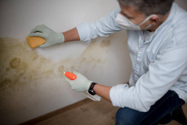 Best Mold Removal Near Me  in Forney, TX