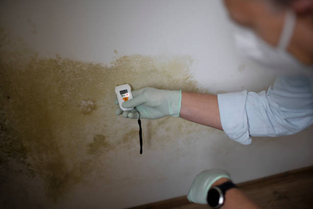 Best Certified Mold Removal  in Forney, TX