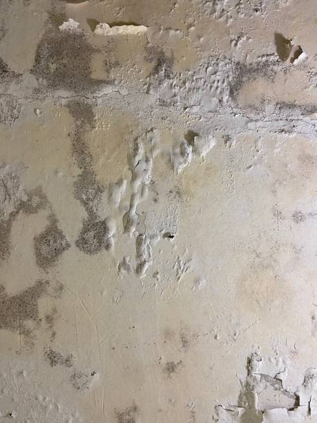 Best Mold Damage Repair  in Forney, TX