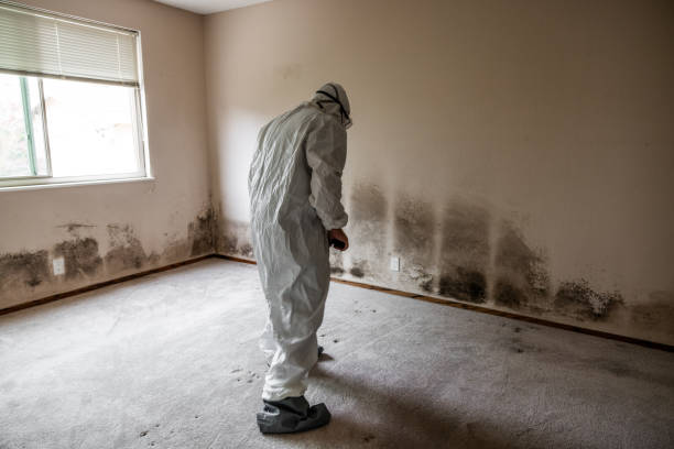 Best Commercial Mold Removal  in Forney, TX