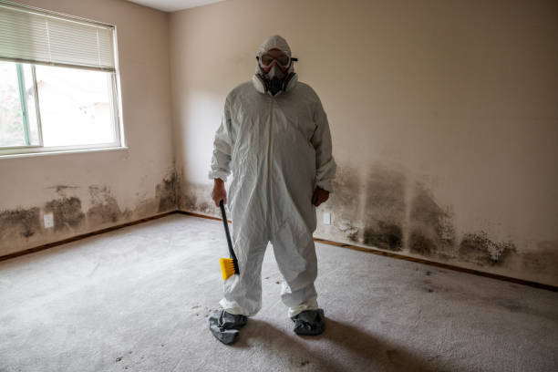 Mold Removal Process in Forney, TX