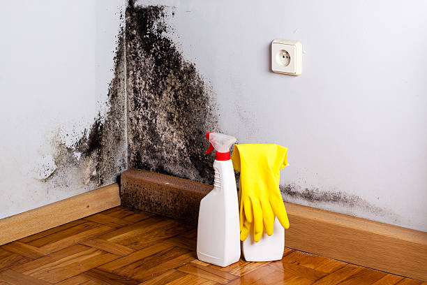 Best Attic Mold Removal  in Forney, TX