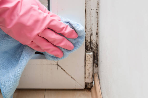 Office Mold Removal Services in Forney, TX